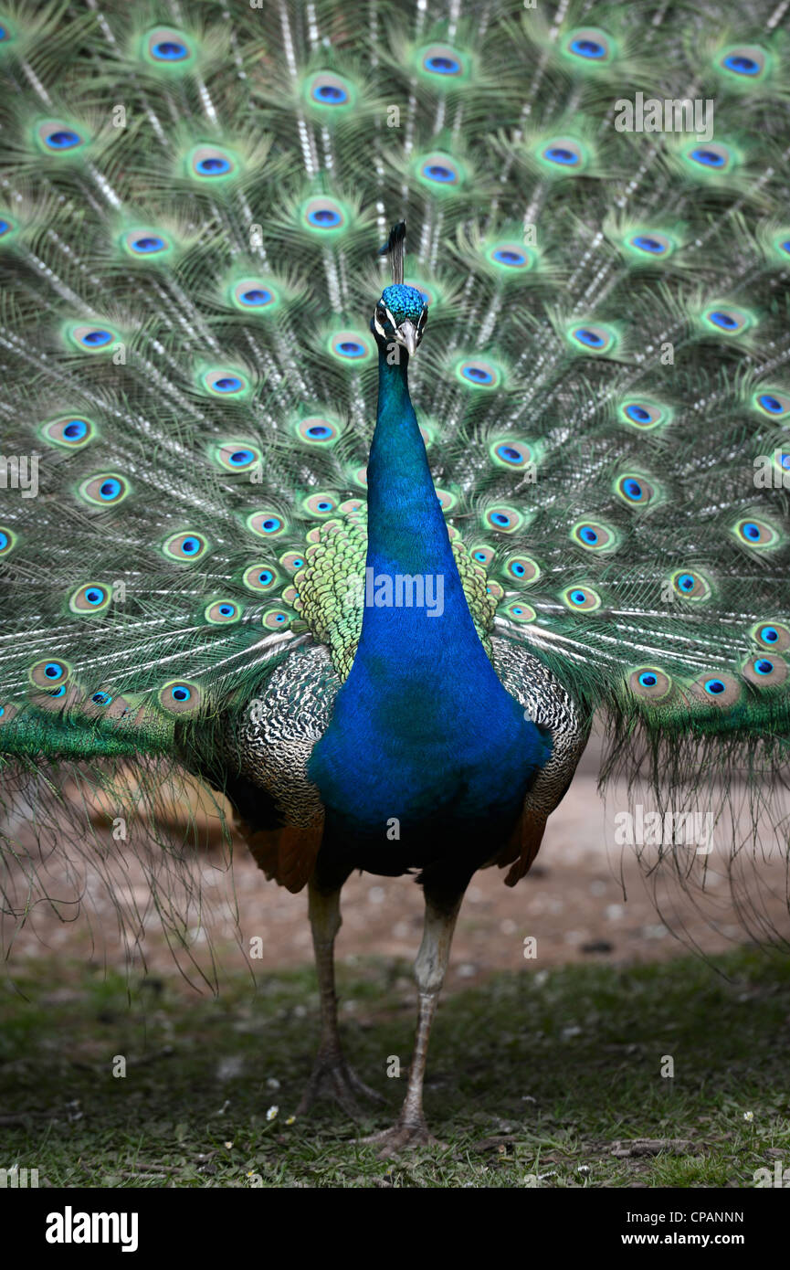 A Peacock displaying its feathers UK Stock Photo Alamy