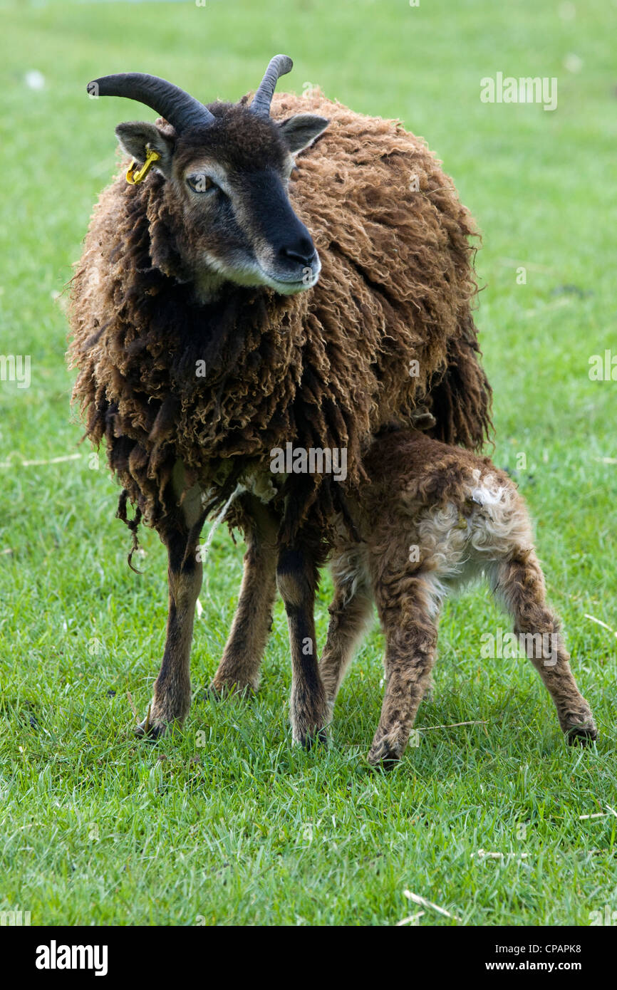 Sheep feeding her Lamb Ovis Aries Stock Photo Alamy