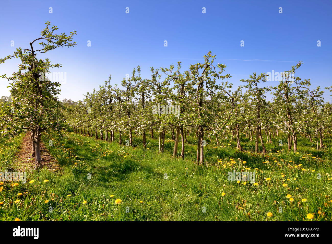 Apple trees during their bloom in the spring in the region of Lake Constance, Bavaria, Germany Stock Photo