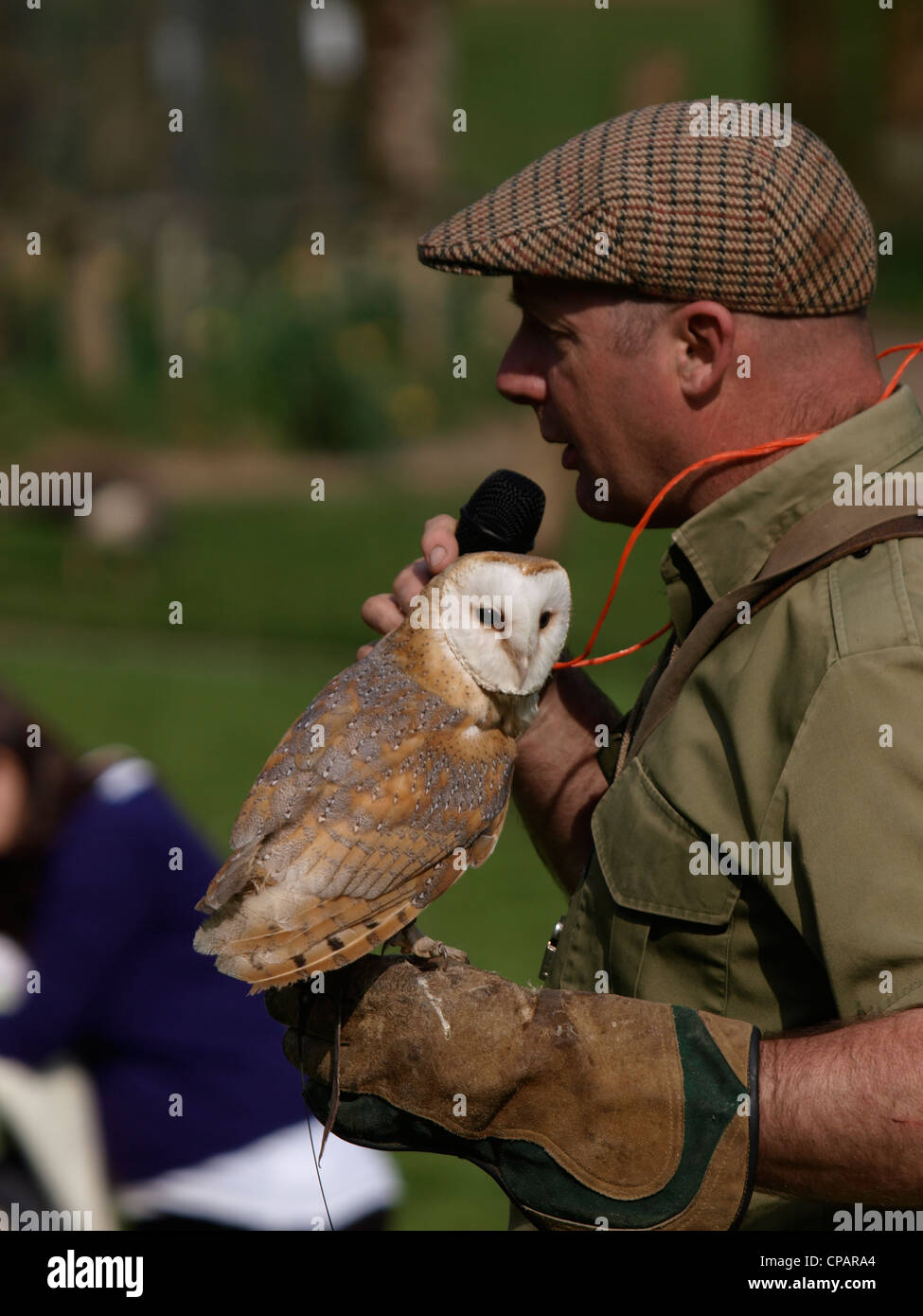 David Buncle of Westcountry Falconry giving a display with a Barn Owl, Tyto alba, UK Stock Photo