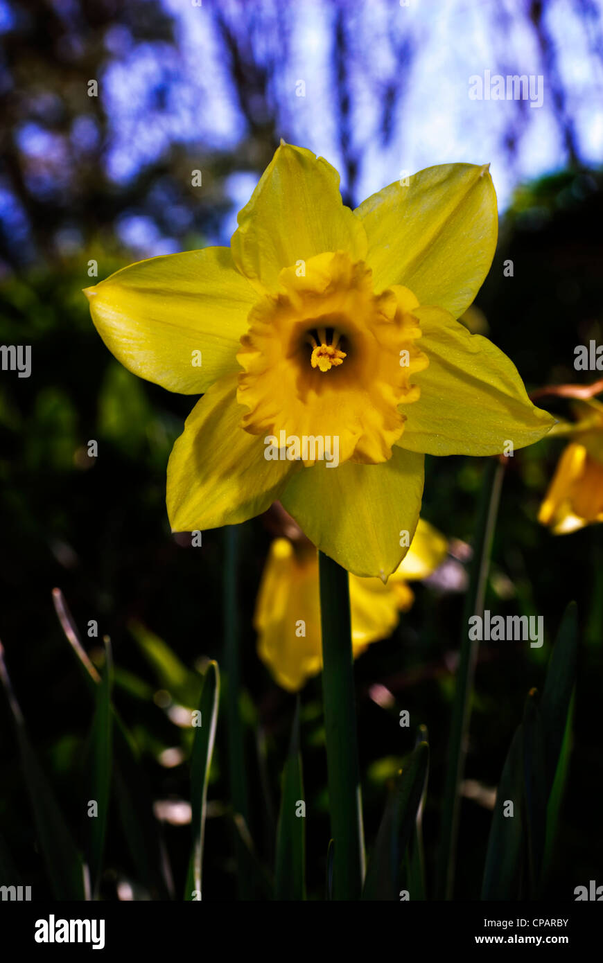 Daffodil, a spring sign. Stock Photo