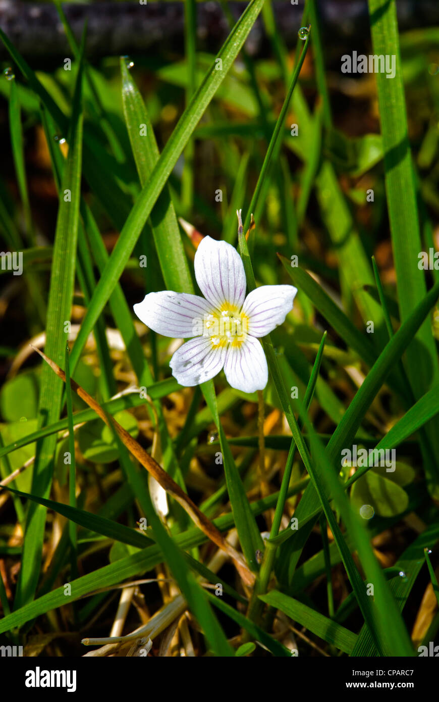Thimbleweed (Anemone nemorosa), a sure sign of spring. Stock Photo