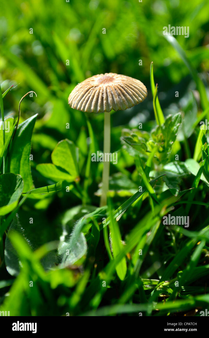 Fairy parasol fungi growing in a grassy meadow Stock Photo