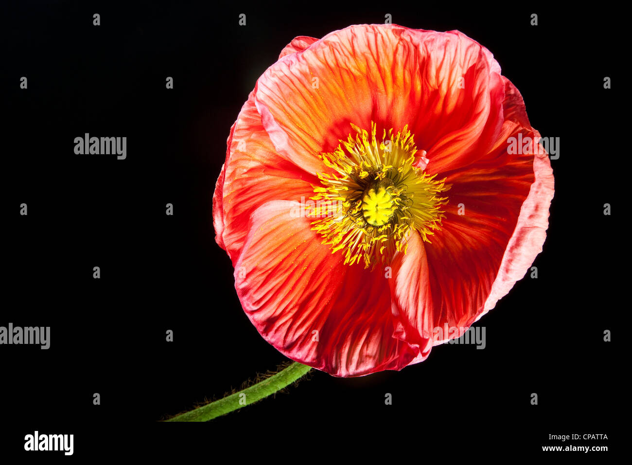 Poppy flower hi-res stock photography and images - Alamy