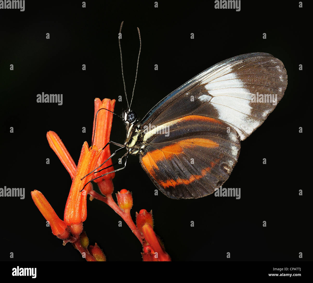 Butterfly Feeding on Nectar Stock Photo