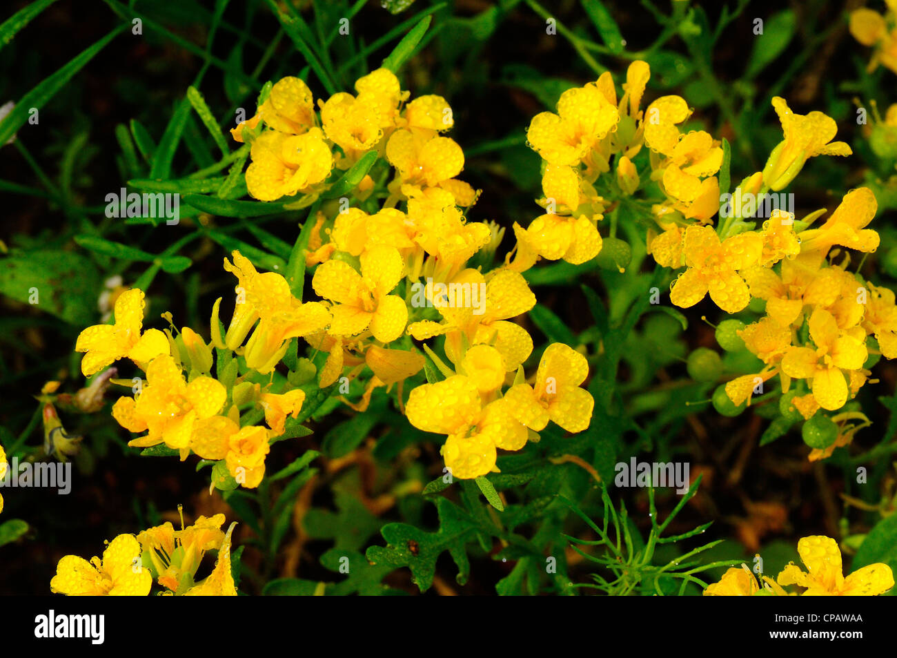 Fendler's bladderpod with morning dew Stock Photo