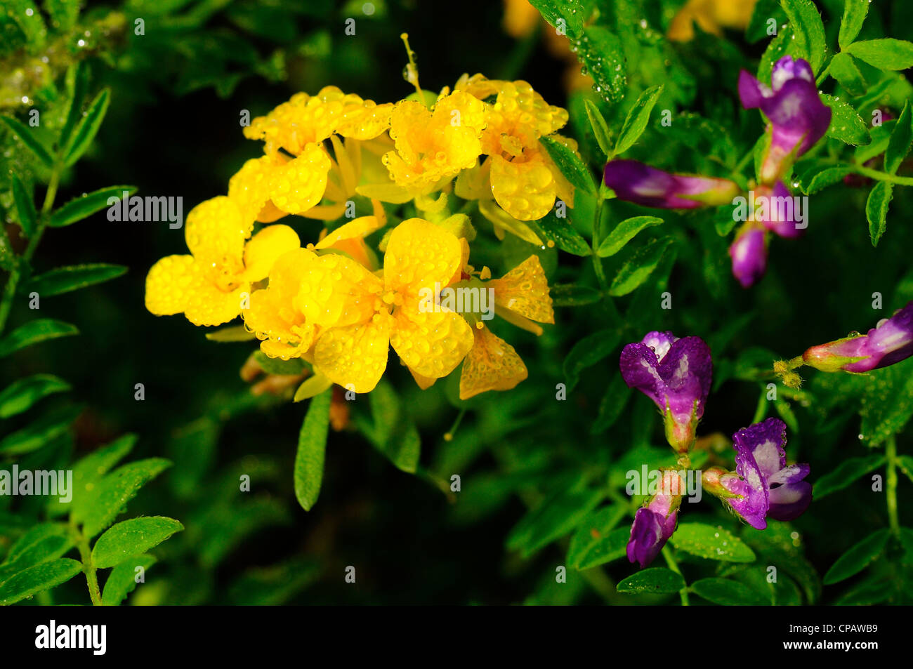Fendler's bladderpod with morning dew Stock Photo