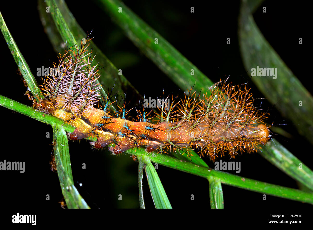 Saturniidae Larvae