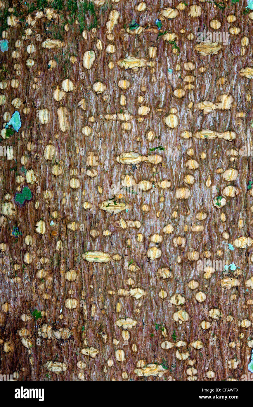Bark of a rainforest tree from Ecuador Stock Photo