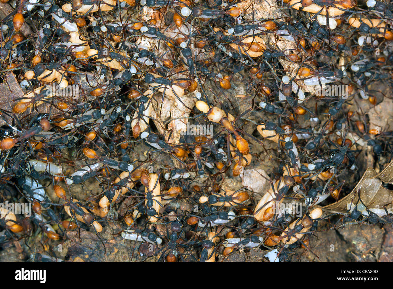 Swarm of army ants (Eciton rapax) moving their larvae and pupae to a new bivouac at night Stock Photo