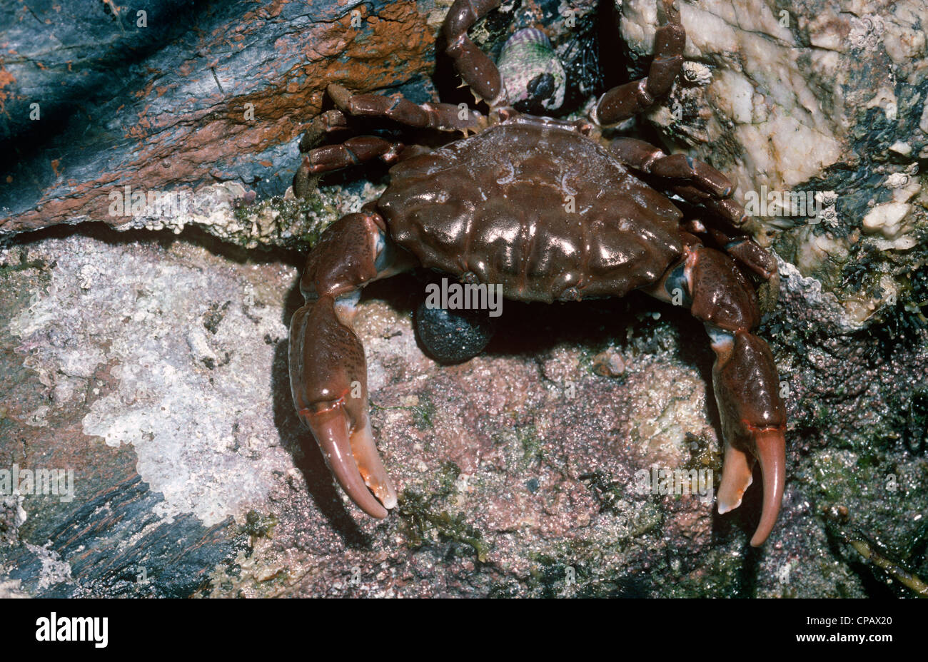 Furrowed crab (Xantho incisus: Xanthidae) on the lower shore UK. Stock Photo