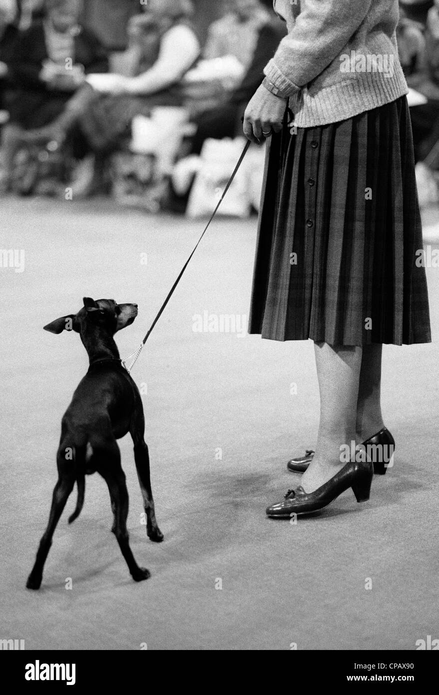 A dog and its mistress Stock Photo