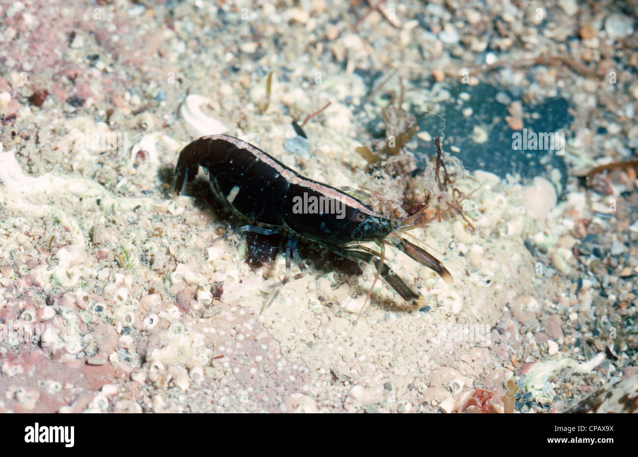 Hooded shrimp (Athanas nitescens: Alphaeidae) in a rockpool UK Stock Photo