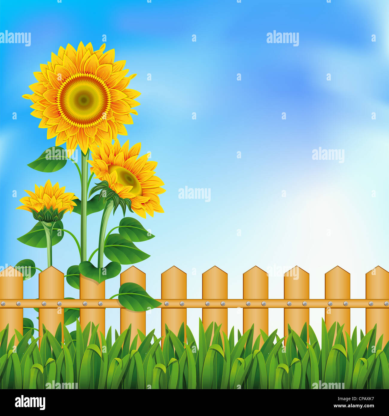 Background with a field of sunflowers and blue sky Stock Photo - Alamy