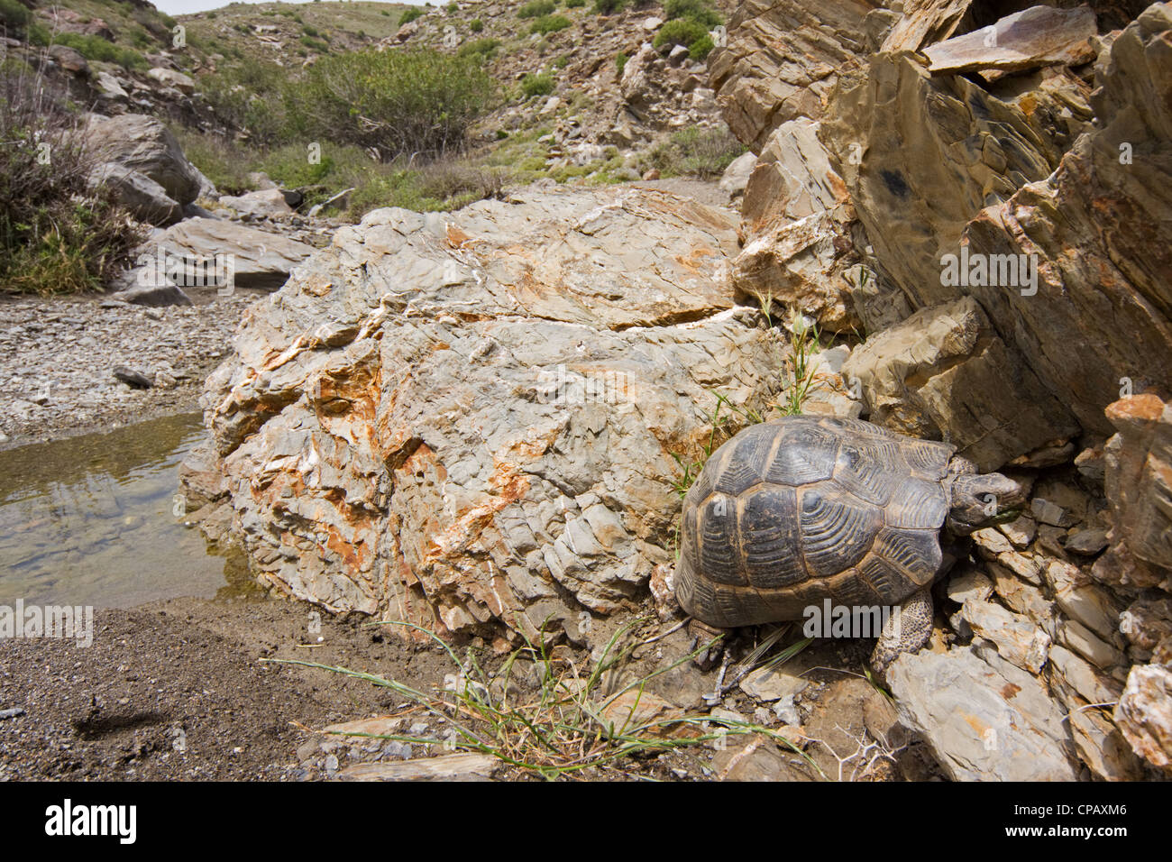 Hermann's tortoise (Testudo hermanni) in a rocky environment in Greece Stock Photo