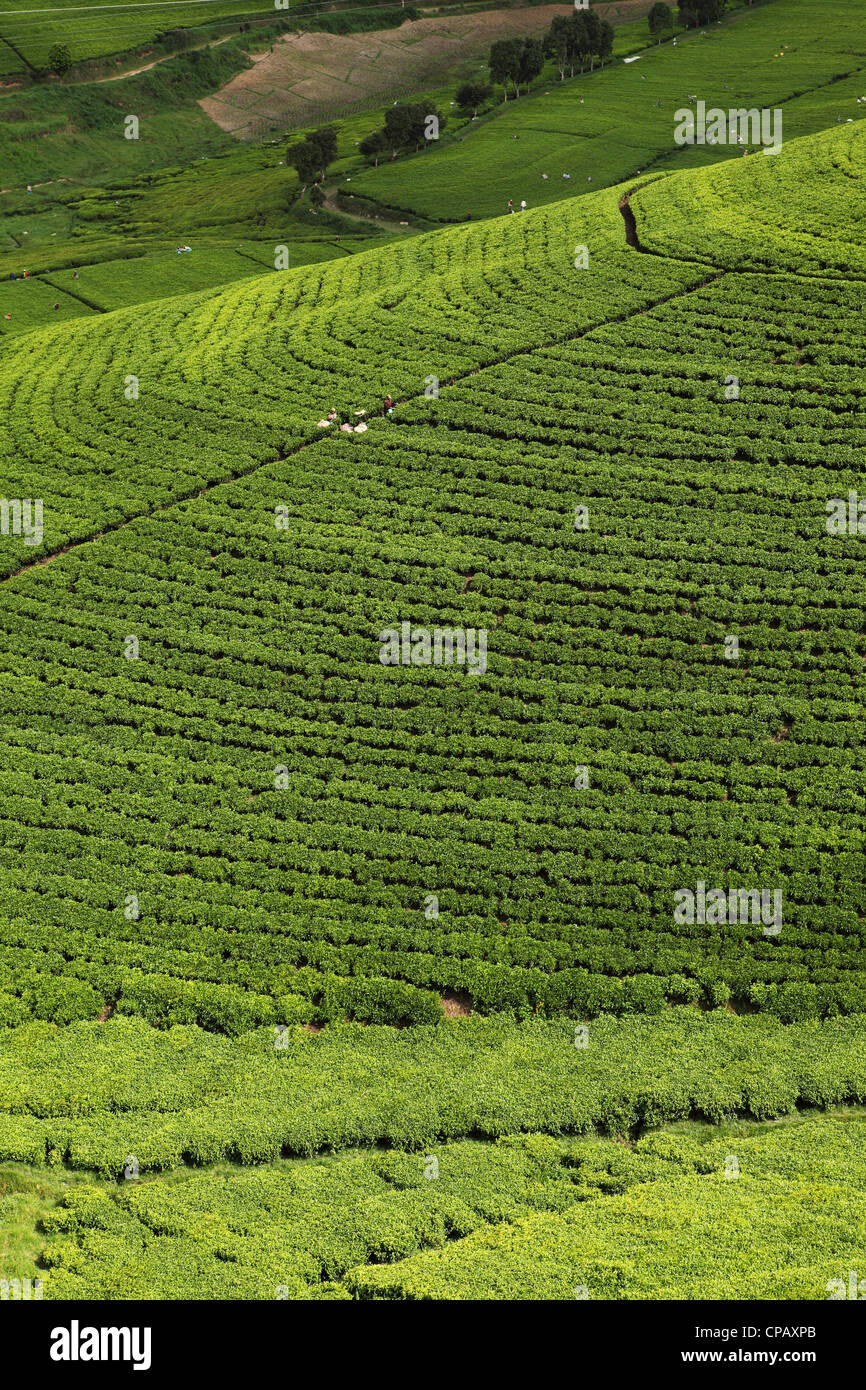 Tea grows on an estate in the Western Province of Rwanda. Stock Photo