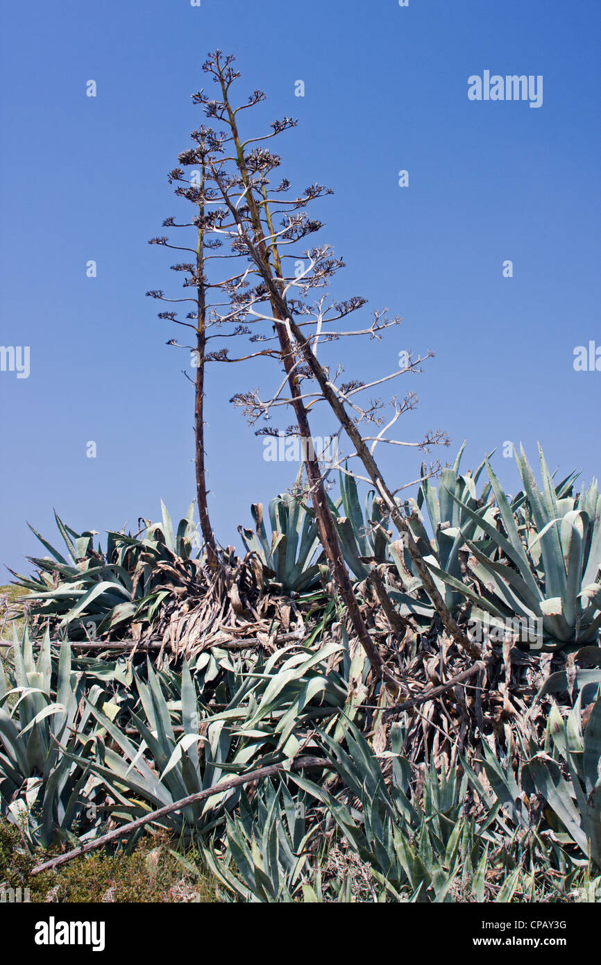 Century plant, also known as Maguey or   (Agave americana) in bloom. Stock Photo