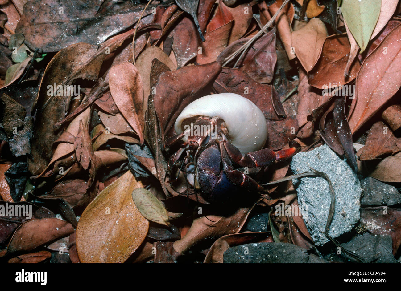 Soldier crab (Coenobita clypeatus: Coenobitidae) Cuba. Land hermit crab Stock Photo