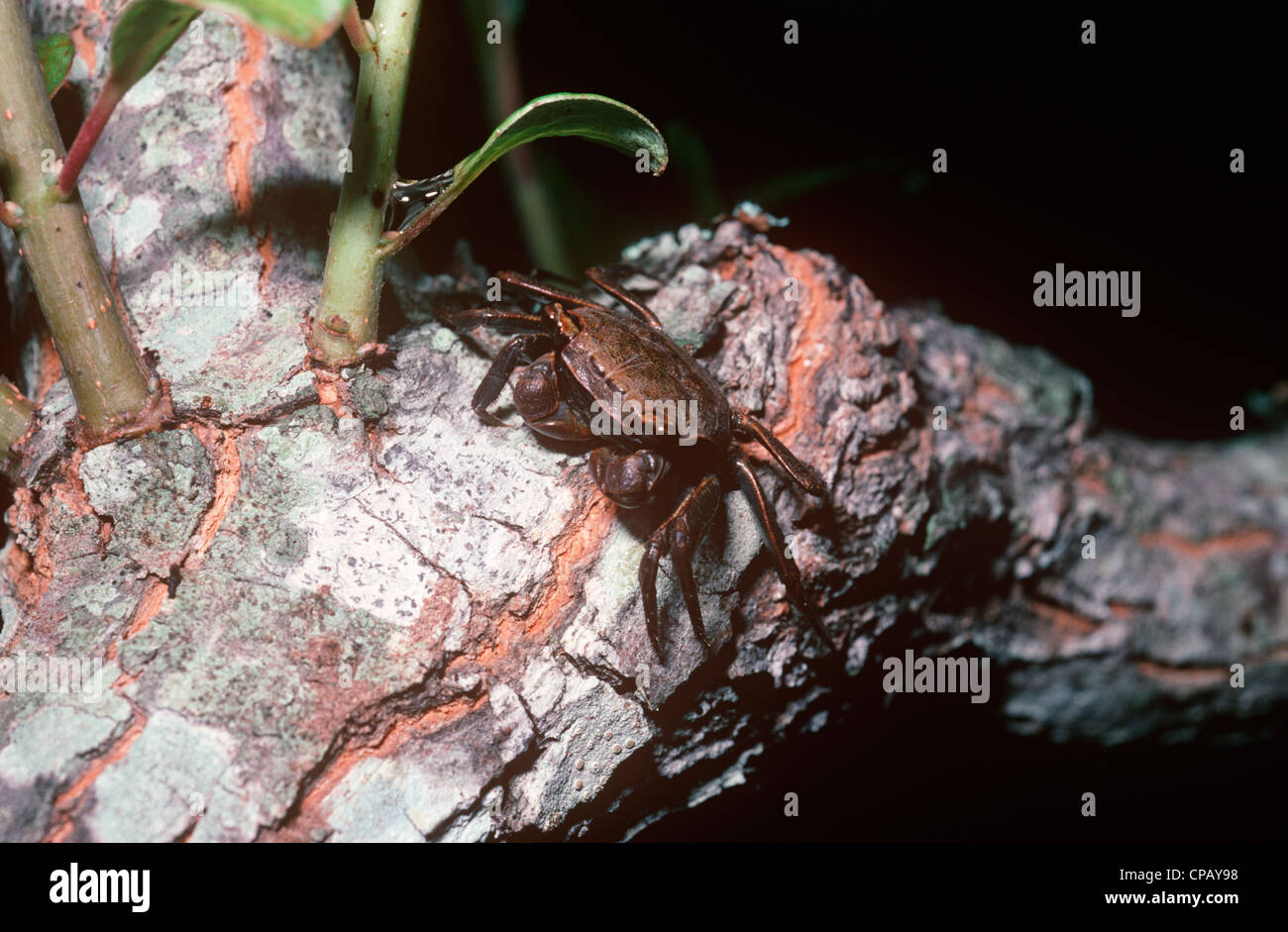Squareback / Gray marsh crab (Sesarma / Armases cinereum: Grapsidae) on a small bush above the splash zone, North Carolina USA Stock Photo