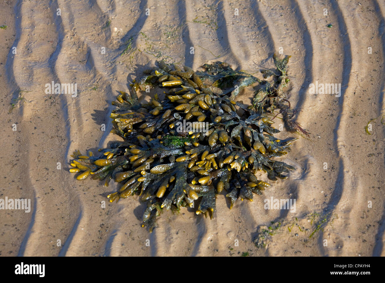 Bladder wrack / bladderwrack (Fucus vesiculosus) washed on beach at low tide, Wadden Sea National Park, Germany Stock Photo