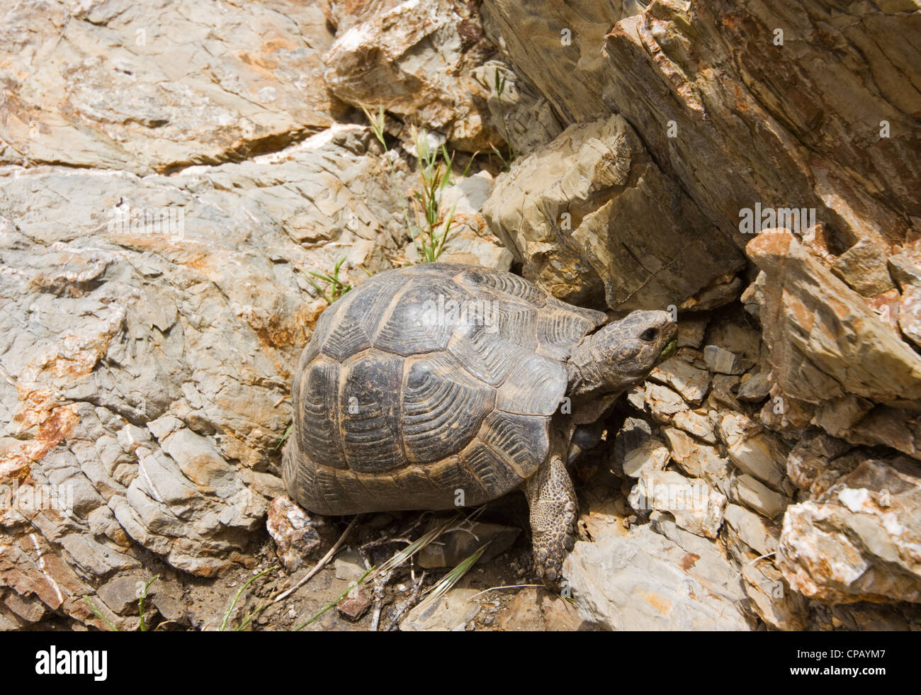 Hermann's tortoise (Testudo hermanni) in a rocky environment in Greece ...