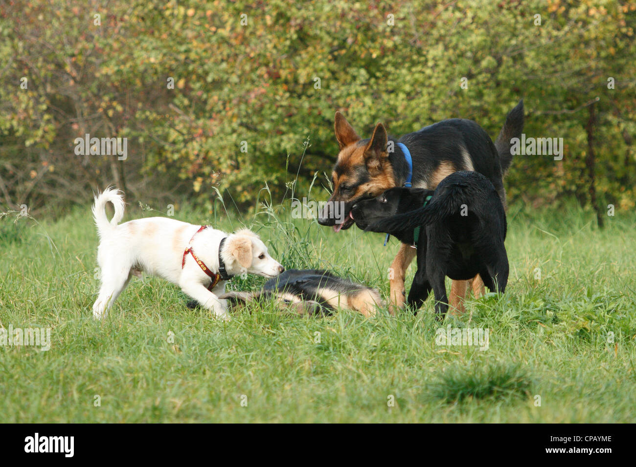 Dogs playing on a meadow Stock Photo - Alamy
