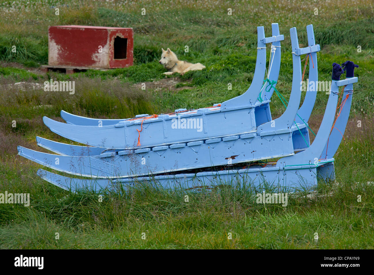 Dog sleds and sled dog with kennel in summer at Ilulissat, DiskoBay, WestGreenland, Greenland