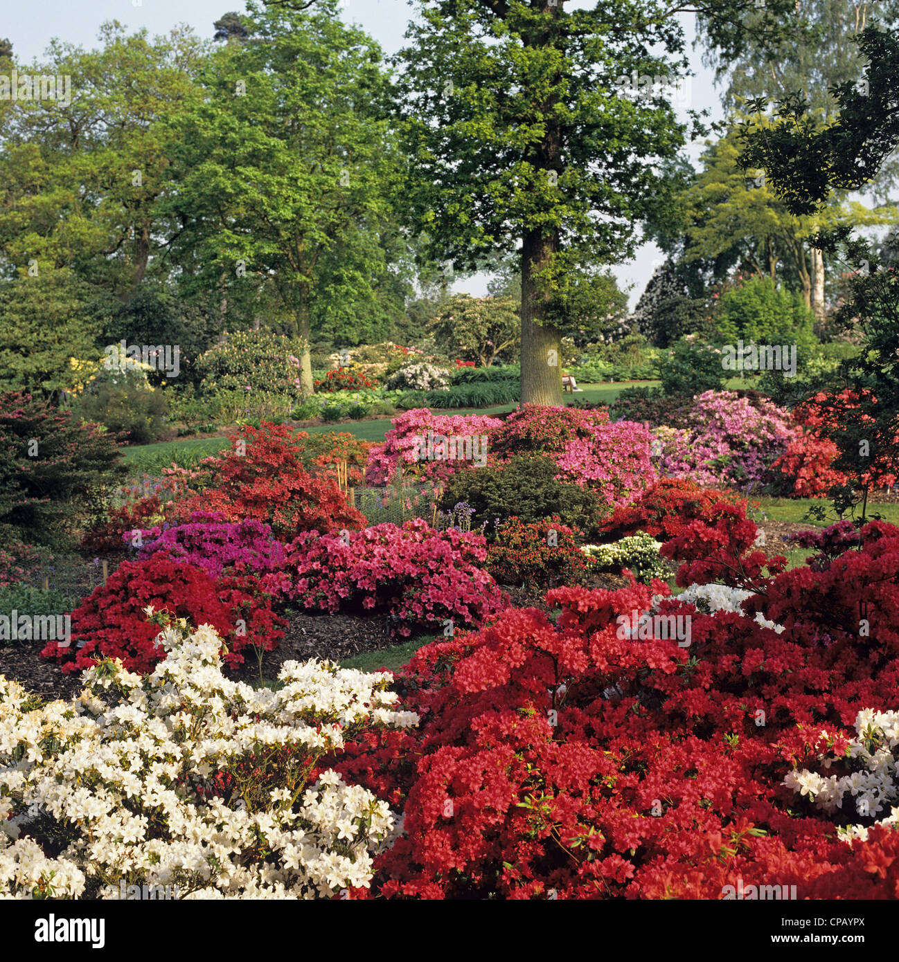 Spring Colour Windsor Great Park Berkshire Stock Photo
