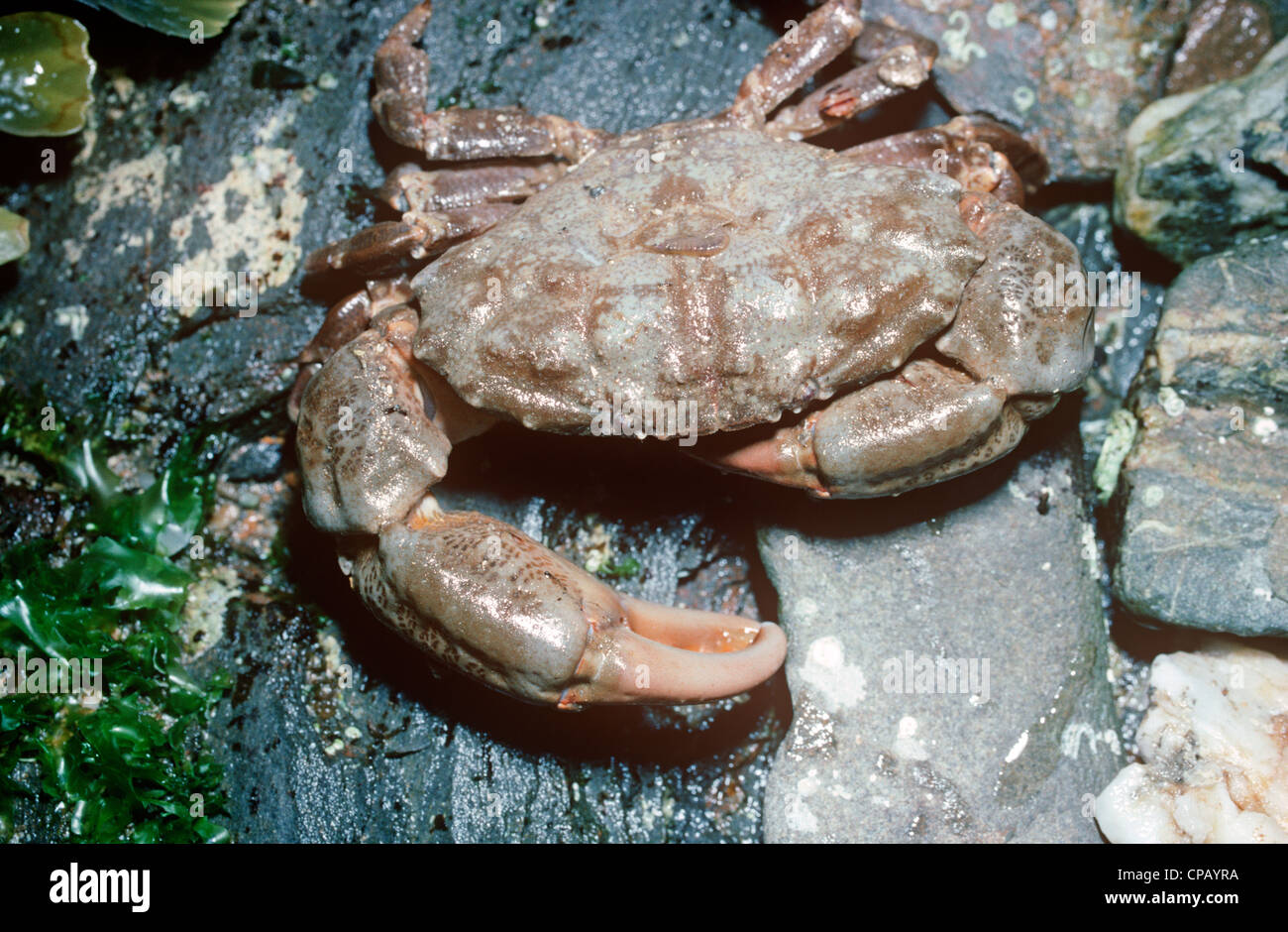 Furrowed crab (Xantho / Cancer incisus: Xanthidae) on the lower shore UK Stock Photo