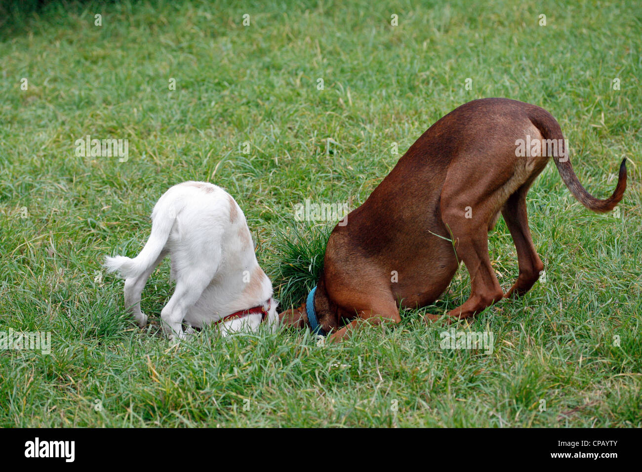 Two dogs digging in a hole Stock Photo