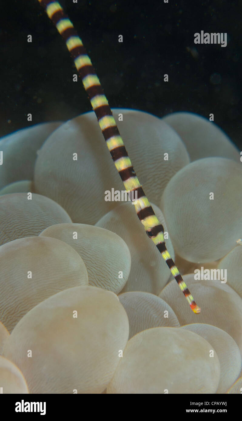 pipefish on bubble coral in the Lembeh Straits of Indonesia Stock Photo