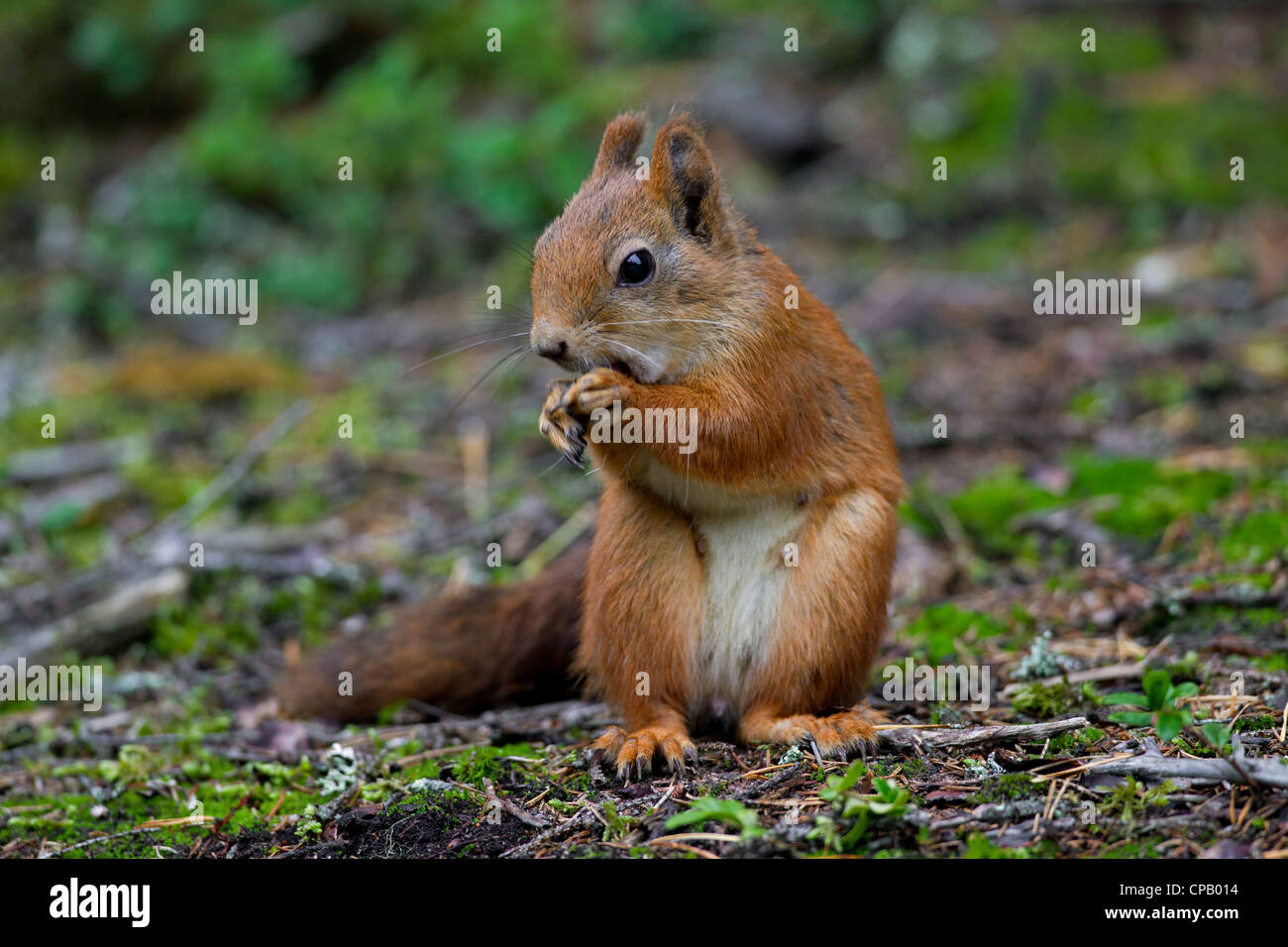 Nuts about squirrels hires stock photography and images Alamy