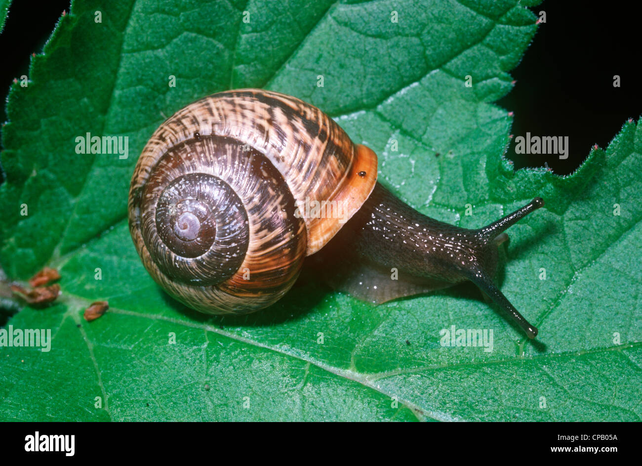 Copse snail (Arianta arbustorum: Helicidae) on a leaf in woodland UK Stock Photo