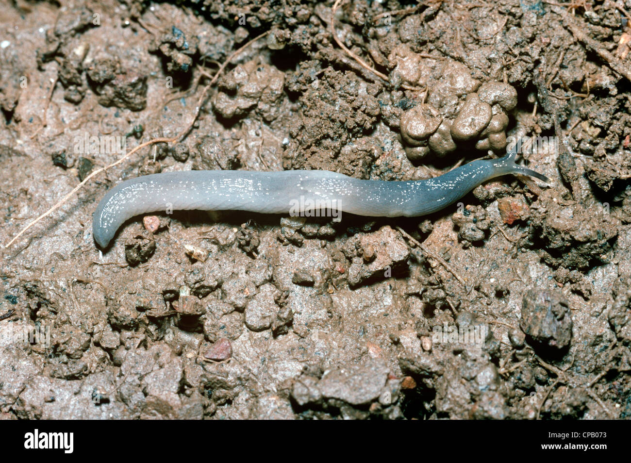 Worm slug uk hires stock photography and images Alamy