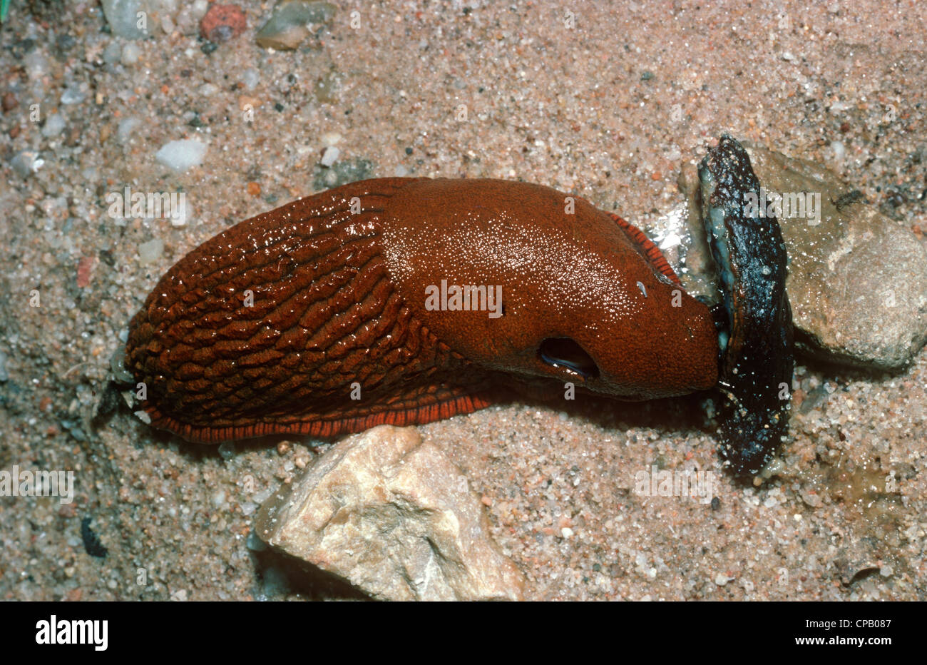 Red slug (Arion ater rufus: Arionidae) feeding on a dead black slug UK Stock Photo