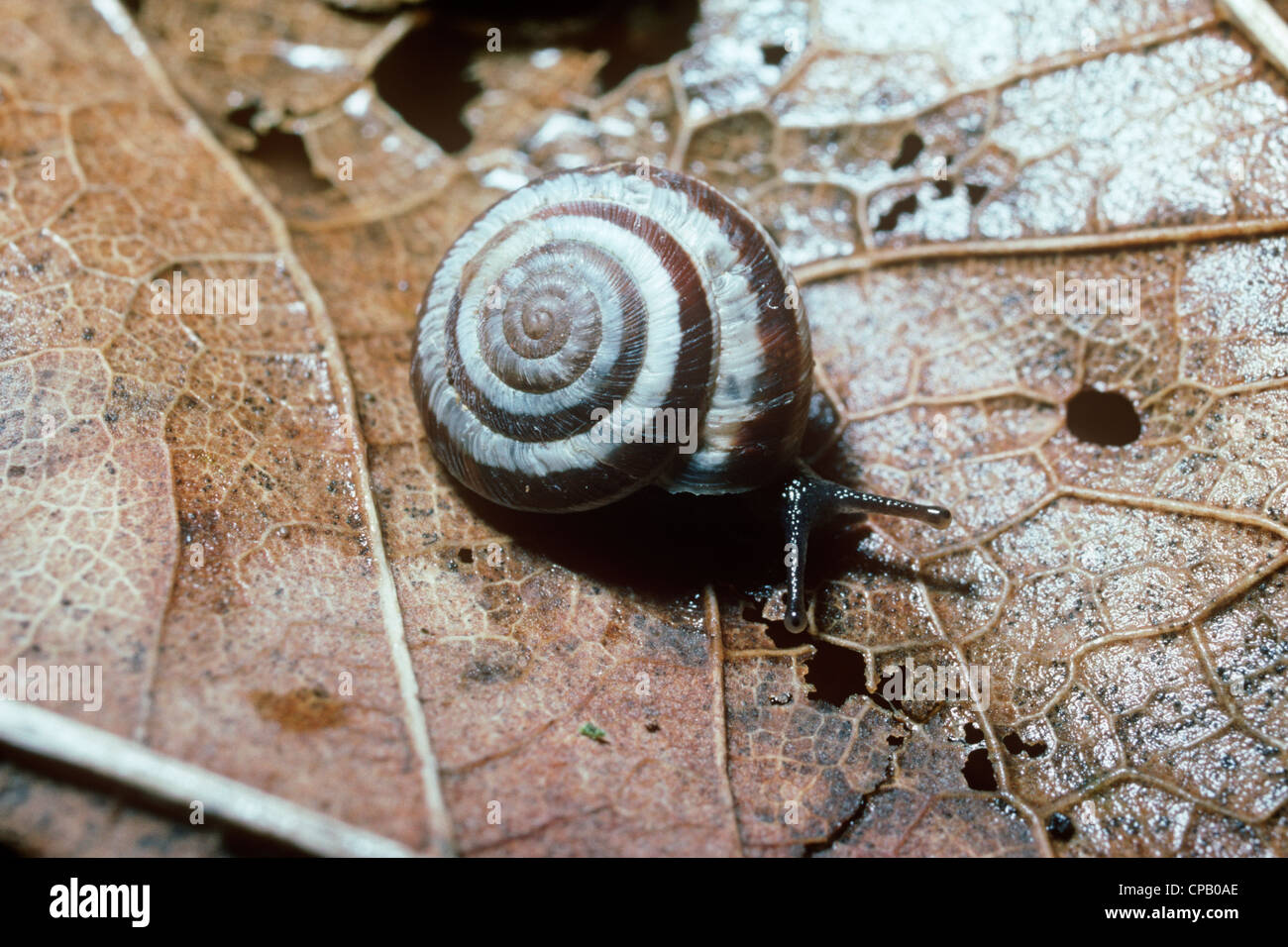 Wrinkled dune snail (Candidula intersecta: Helicidae) in grassland UK. Pest Stock Photo