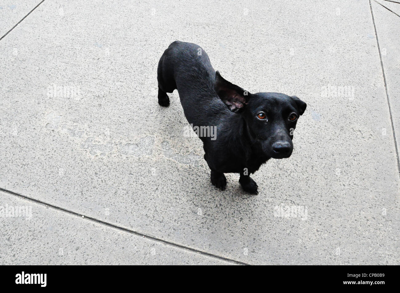 Black Sausage Dog High Resolution Stock Photography and Images Alamy