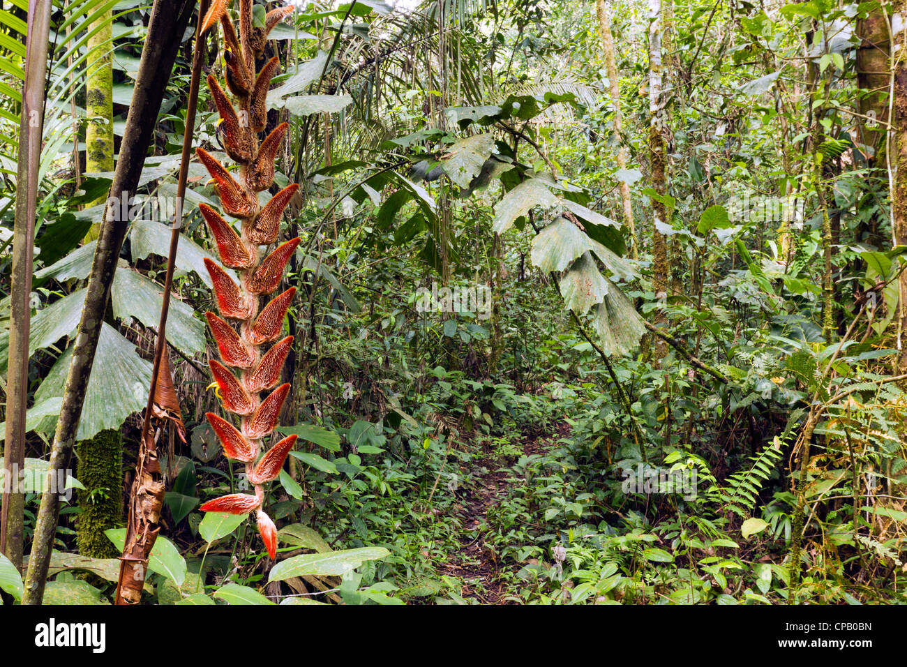 Hanging inflorescence of Heliconia velligera in tropical rainforest, Ecuador Stock Photo