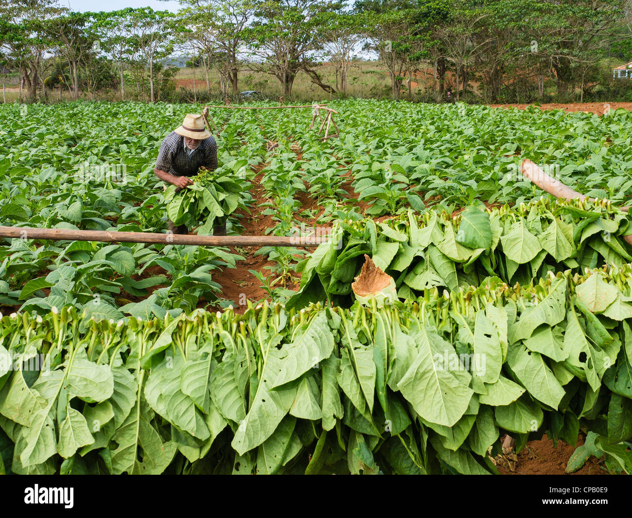 A farmhand harvests tobacco leaves in the green fields of western Cuba near  the town of Viñales in Pinar del Rio Province Stock Photo