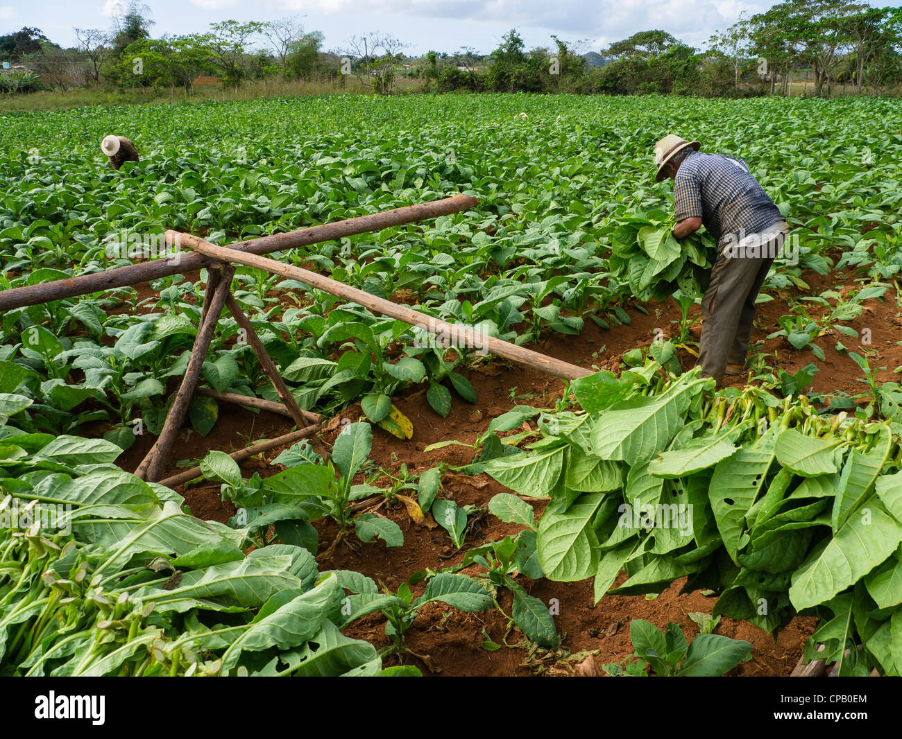 Two farmhands harvest tobacco leaves in the green fields of western Cuba  near the town of Viñales in Pinar del Rio Province Stock Photo