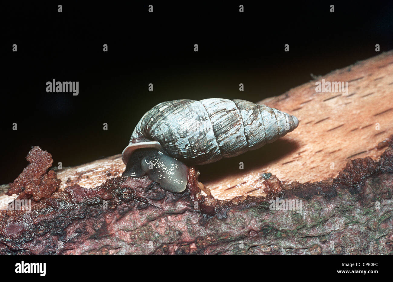 Bulin snail (Ena montana Enidae) in a beech wood UK Stock Photo Alamy