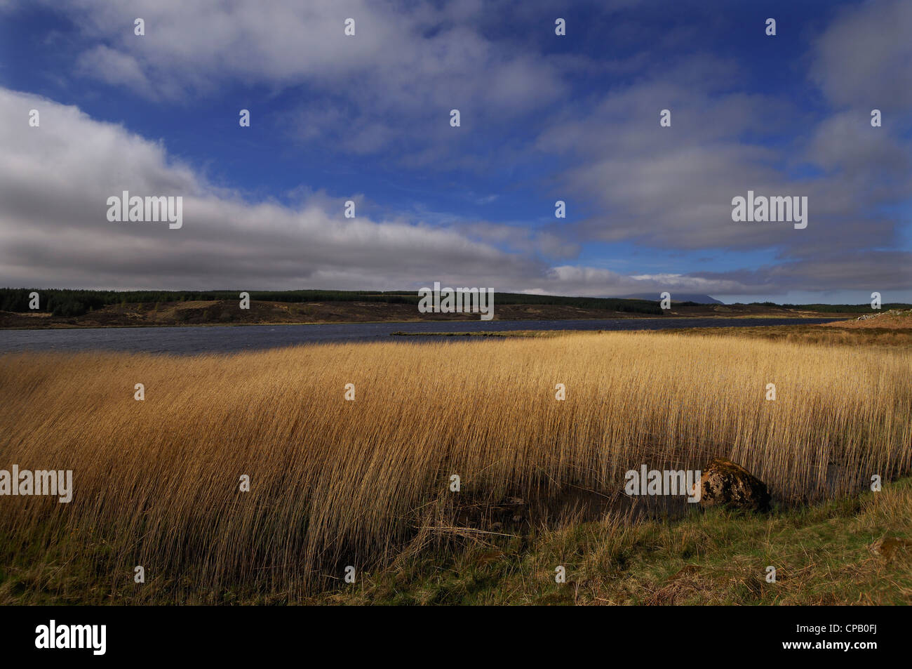Tall reedbed along the shores of Loch Borralan with a dramatic winter