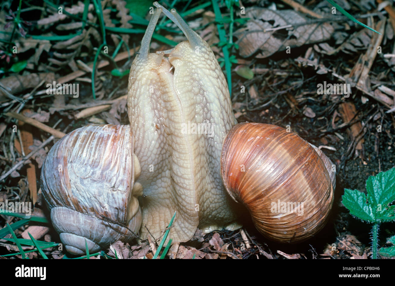 Roman snails (Helix pomatia Helicidae) rearing up in a courtship