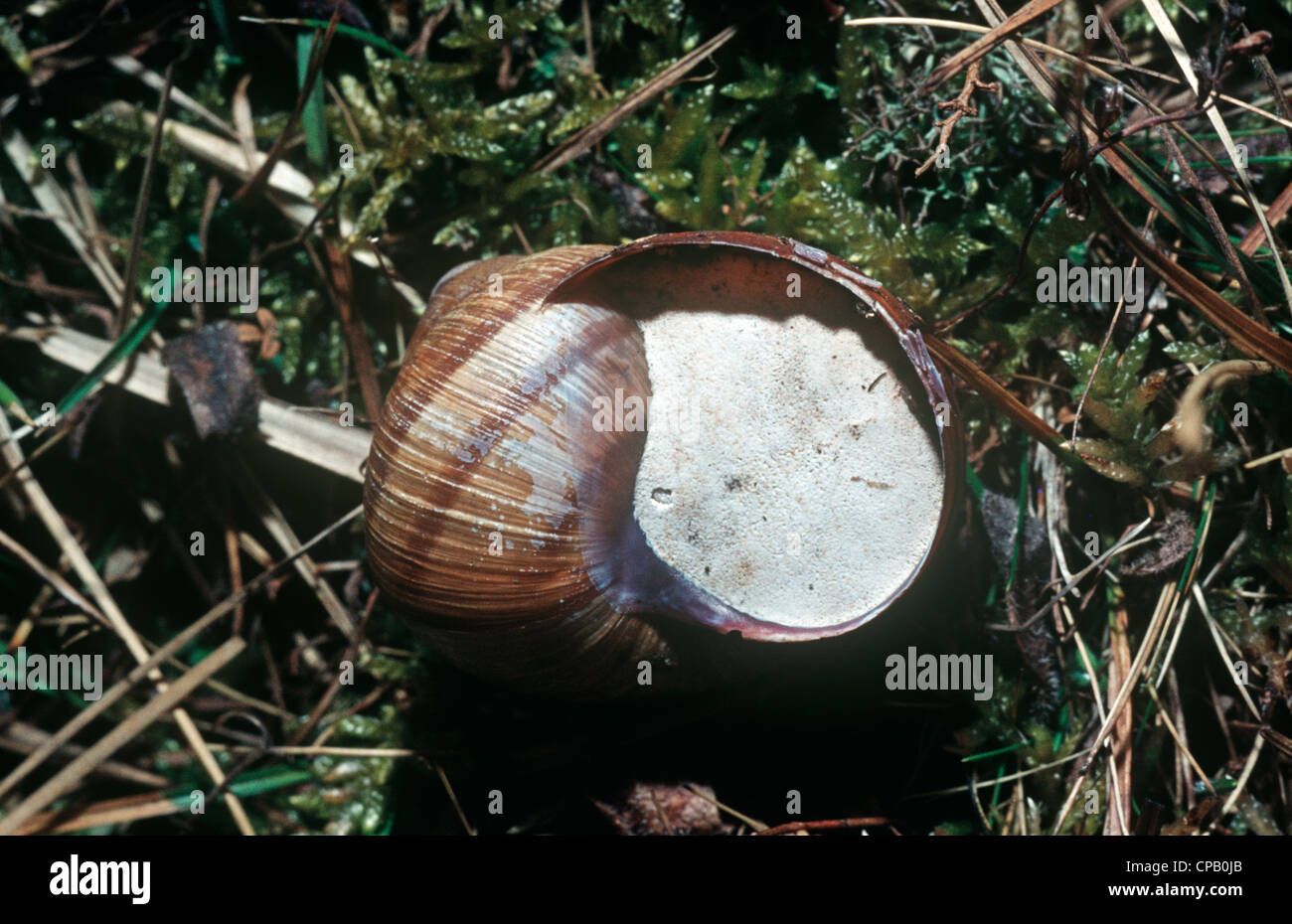 Roman snail (Helix pomatia Helicidae) in winter, with the mouth of its