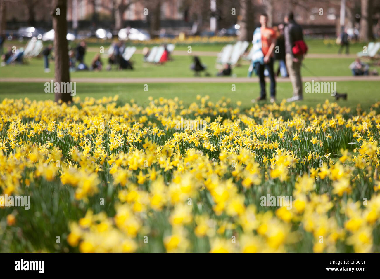 Daffodils in St James Park London England Stock Photo Alamy