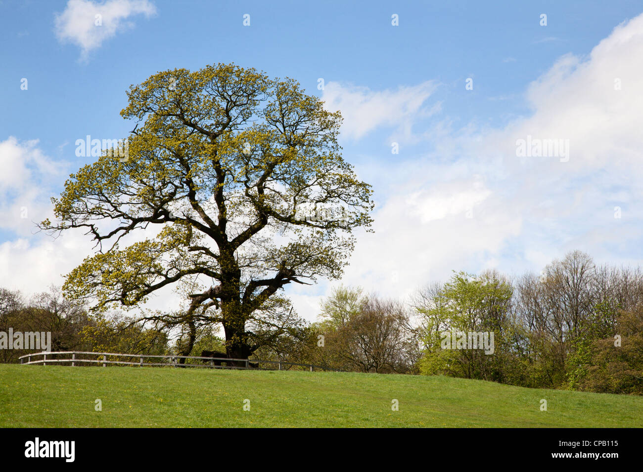 Spring Tree at Jacob Smith Park Knaresborough North Yorkshire England ...
