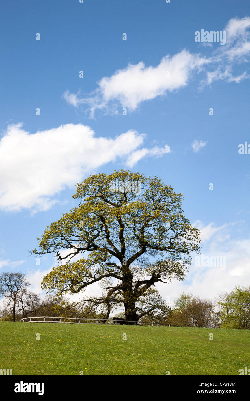 Spring Tree at Jacob Smith Park Knaresborough North Yorkshire England ...