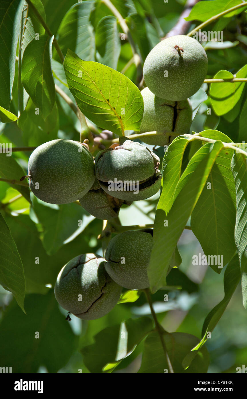 Walnuts tree hires stock photography and images Alamy