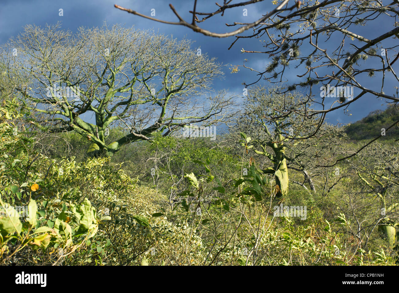 Tropical dry forest on the Pacific coast of Ecuador with Ceibo trees (Ceiba trichisandra, Bombacaceae). Stock Photo