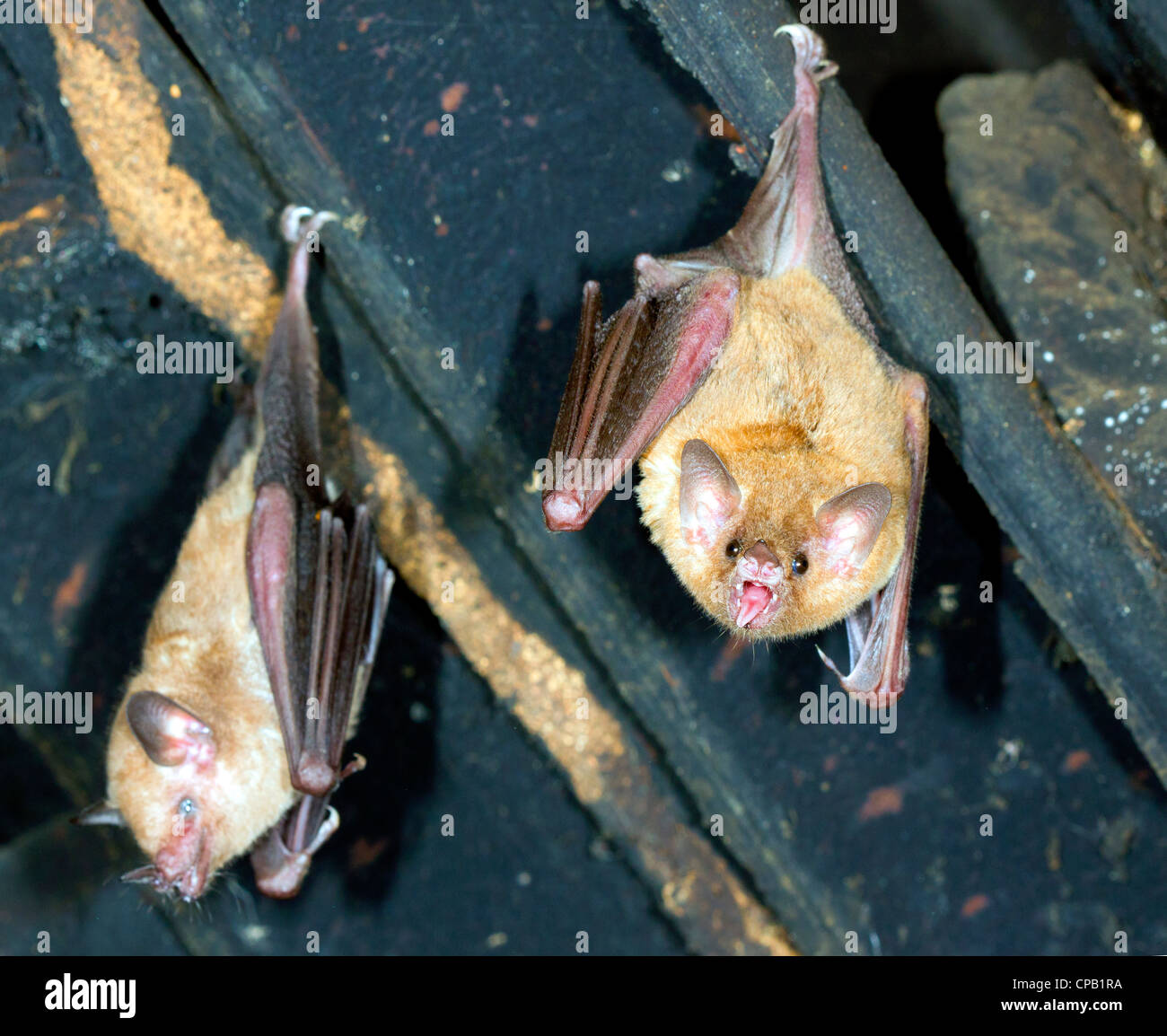 Bats hanging in the roof of a house. A tropical species from Ecuador Stock Photo